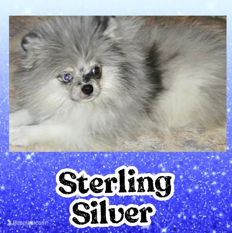AKC STERLING SILVER  – Pomeranian puppy for sale in Kingman, AZ