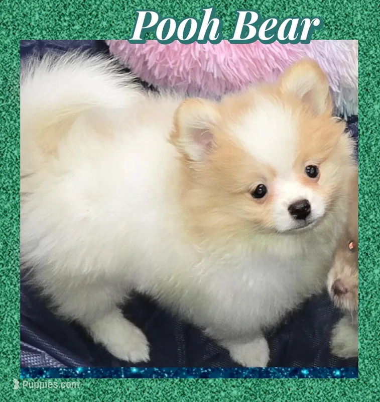 AKC POOH BEAR – Pomeranian puppy for sale in Kingman, AZ