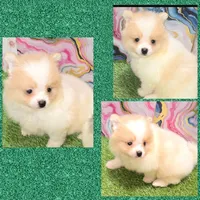 AKC POOH BEAR, a male Pomeranian for sale in Kingman, AZ – Photo 2 of 3