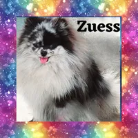 AKC PARTI , a male Pomeranian for sale in Kingman, AZ – Photo 2 of 2