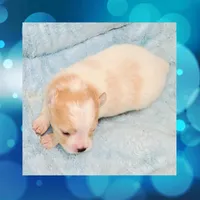 AKC PARTI , a male Pomeranian for sale in Kingman, AZ – Photo 1 of 2