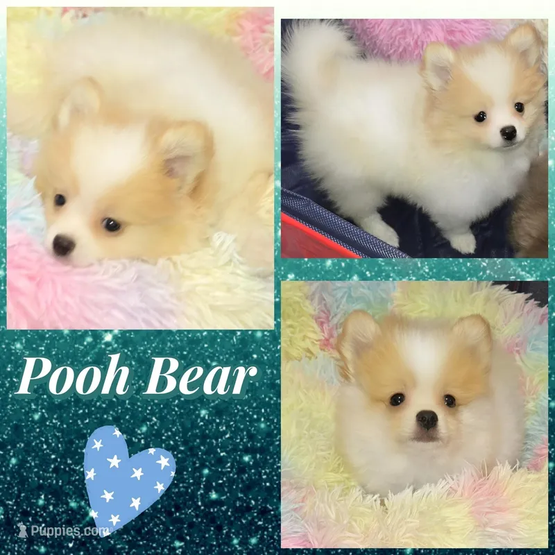 AKC POOH BEAR – Pomeranian puppy for sale in Kingman, AZ