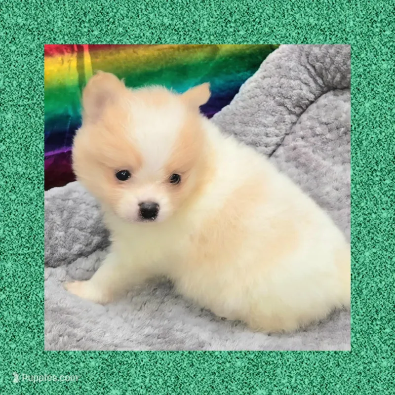 AKC PARTI  – Pomeranian puppy for sale in Kingman, AZ