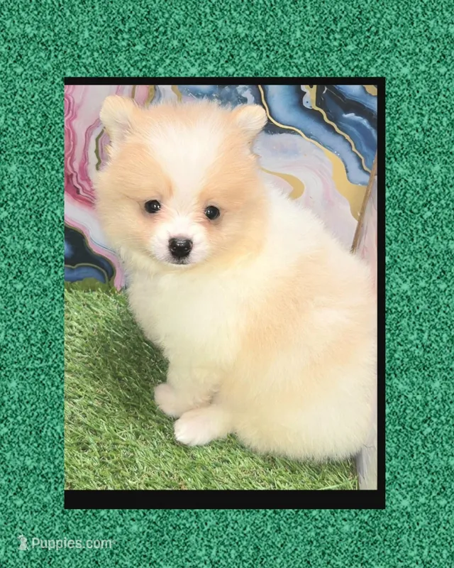 AKC POOH BEAR – Pomeranian puppy for sale in Kingman, AZ