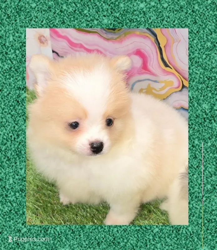 AKC POOH BEAR – Pomeranian puppy for sale in Kingman, AZ