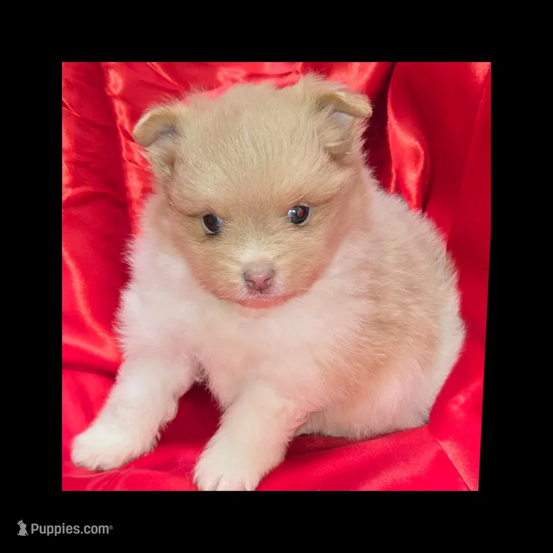 AKC BEAVER PARTI – Pomeranian puppy for sale in Kingman, AZ