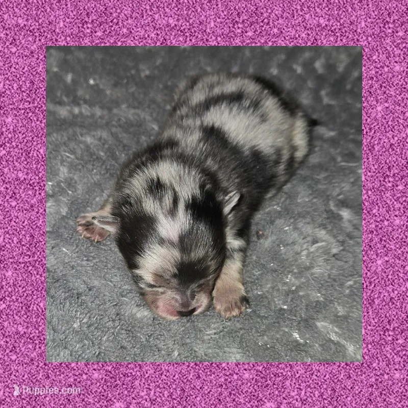 AKC MERLE and TAN – Pomeranian puppy for sale in Kingman, AZ