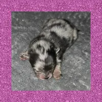 AKC MERLE and TAN, a female Pomeranian for sale in Kingman, AZ – 1 of 1