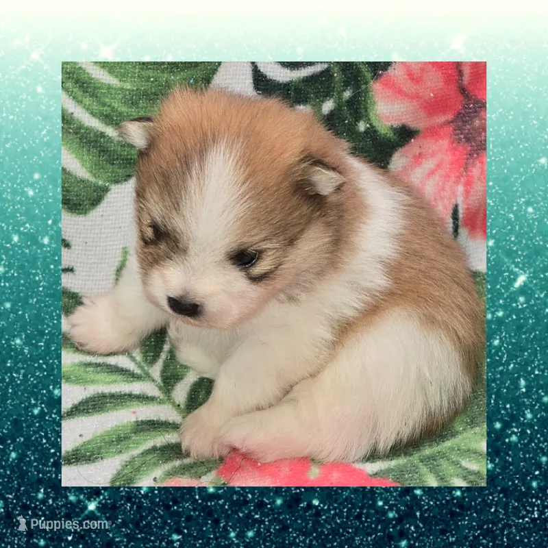 AKC ORANGE SABLE PARTI  – Pomeranian puppy for sale in Kingman, AZ