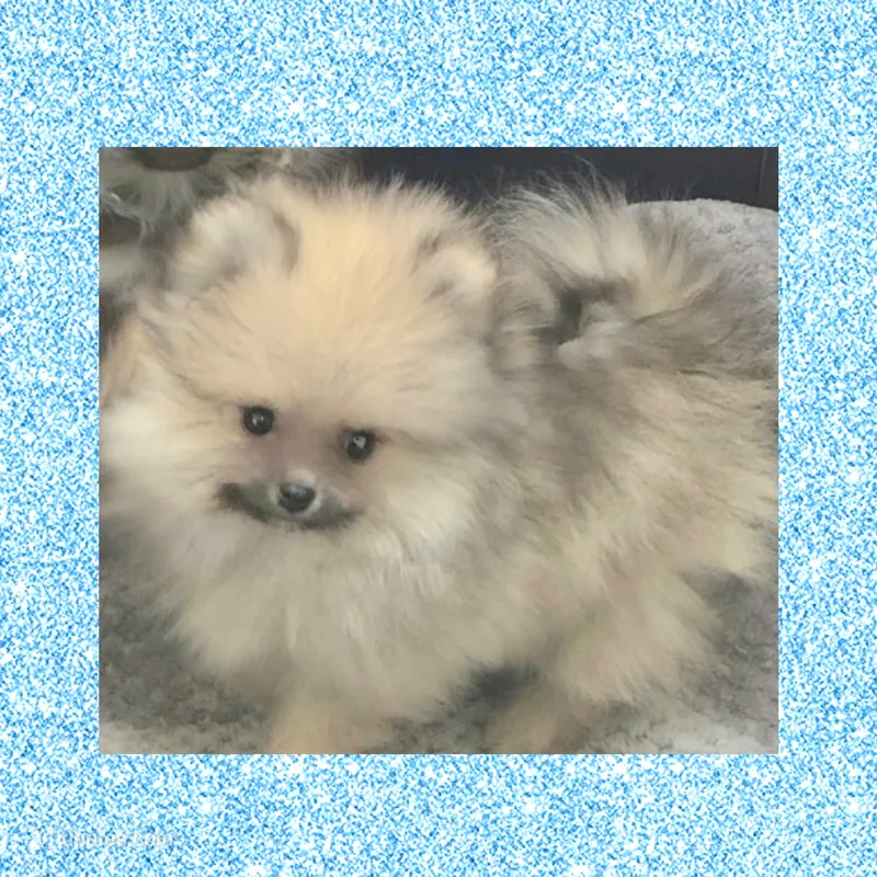 AKC JR GIZMO – Pomeranian puppy for sale in Kingman, AZ