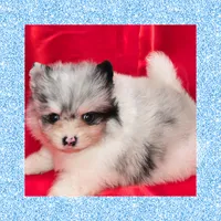 AKC GRUMPY MERLE, a male Pomeranian for sale in Kingman, AZ – 2 of 6