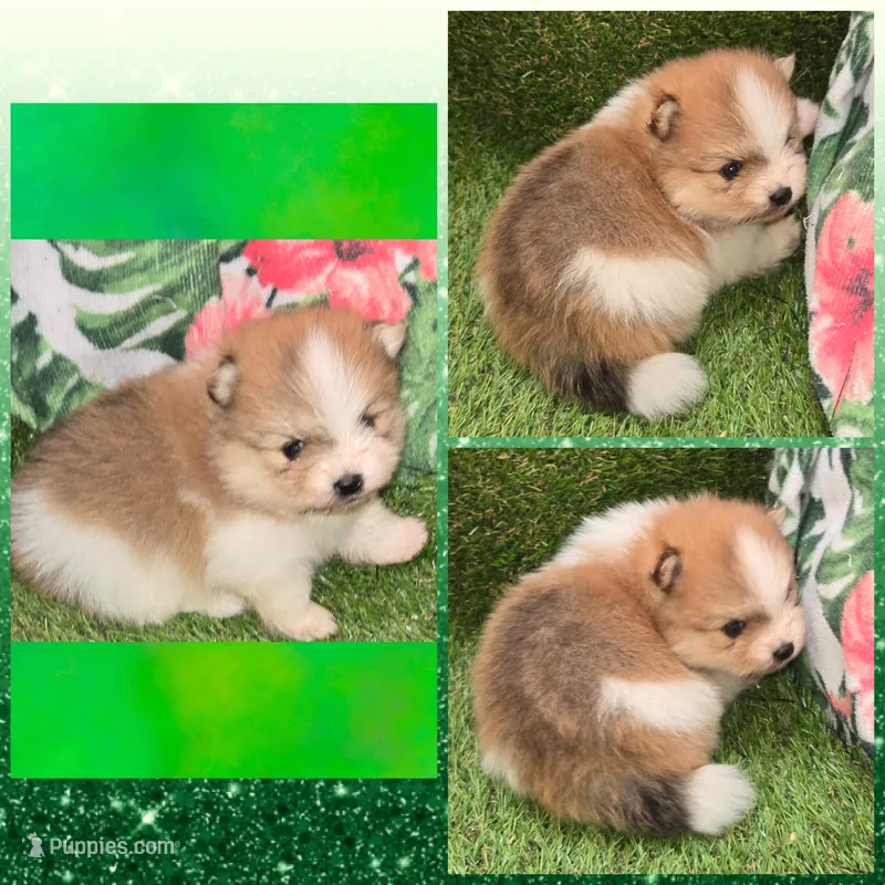 AKC ROCKSTAR – Pomeranian puppy for sale in Kingman, AZ