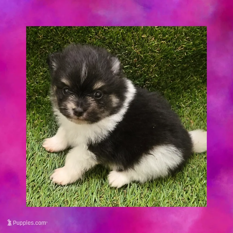 AKC TRIBECCA – Pomeranian puppy for sale in Kingman, AZ
