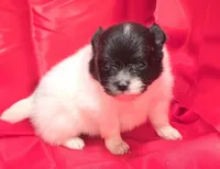 AKC SKYLAR, a female Pomeranian for sale in Kingman, AZ – 2 of 2