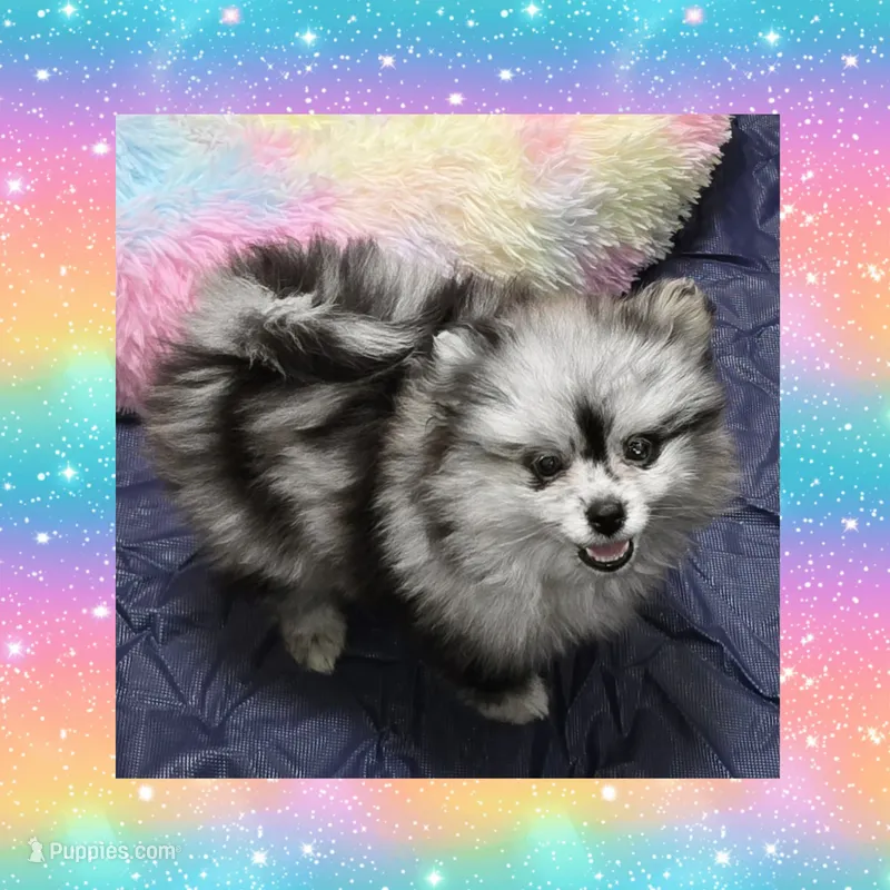 AKC MERLE ECHO – Pomeranian puppy for sale in Kingman, AZ