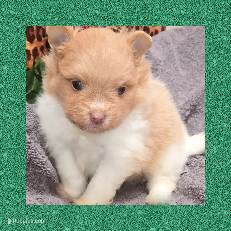 AKC BEAVER PARTI  – Pomeranian puppy for sale in Kingman, AZ