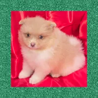 AKC HURLEY BEAVER PARTI , a male Pomeranian for sale in Kingman, AZ – 2 of 5