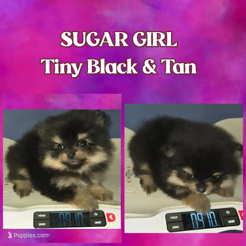 AKC SUGAR GIRL (PENDING) – Pomeranian puppy for sale in Kingman, AZ