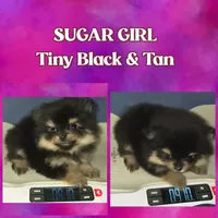 AKC SUGAR GIRL (PENDING), a female Pomeranian for sale in Kingman, AZ – 1 of 4