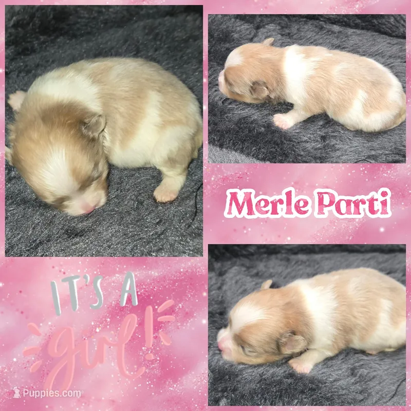 AKC MERLE PARTI 
