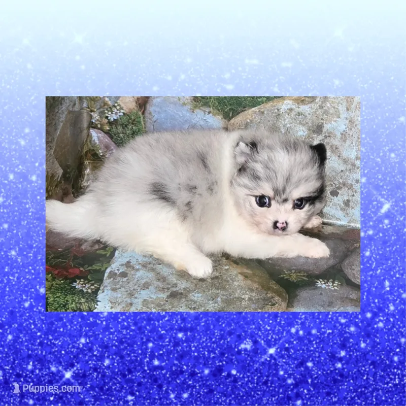 AKC GRUMPY MERLE, a male Pomeranian for sale in Kingman, AZ – 1 of 6