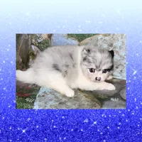 AKC GRUMPY MERLE, a male Pomeranian for sale in Kingman, AZ – 1 of 6