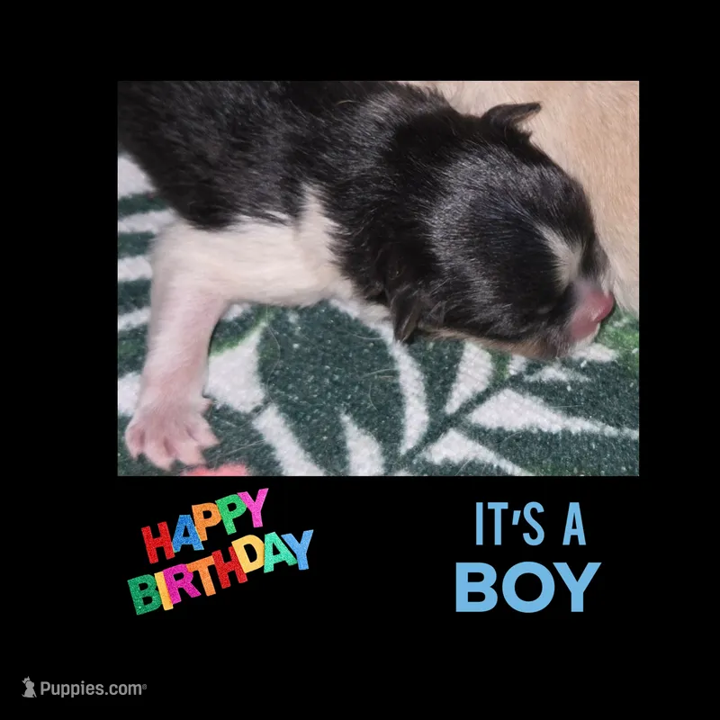 AKC TRI – Pomeranian puppy for sale in Kingman, AZ