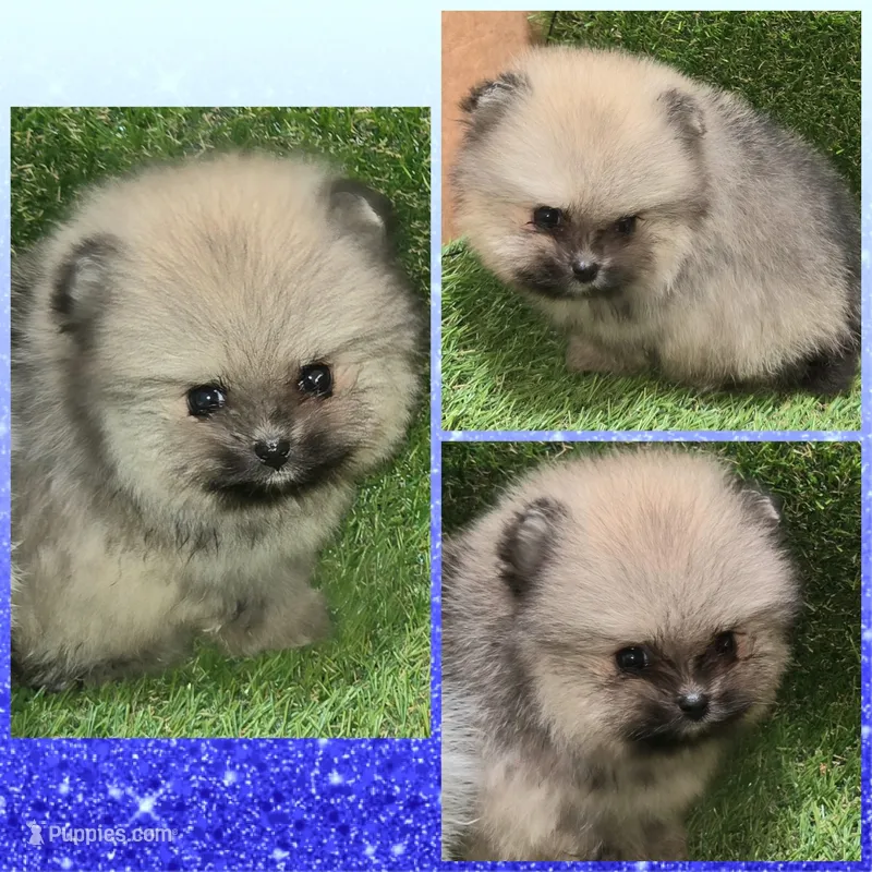 AKC JR aka GIZMO – Pomeranian puppy for sale in Kingman, AZ