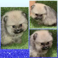 AKC JR aka GIZMO, a male Pomeranian for sale in Kingman, AZ – 1 of 4