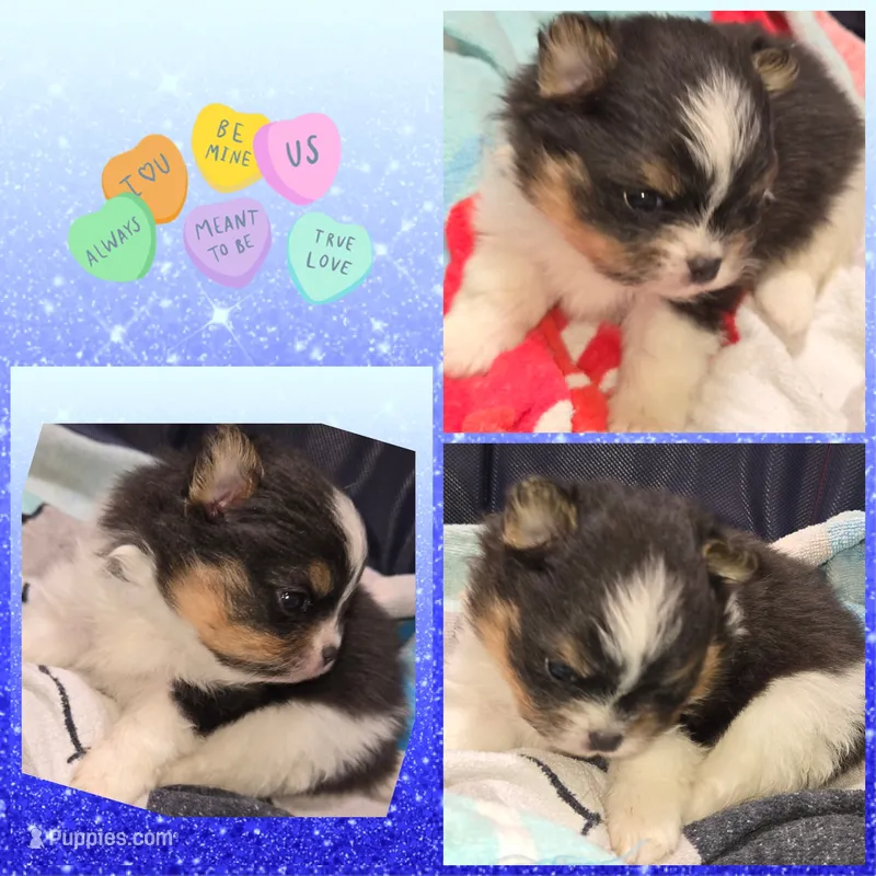 AKC TRI – Pomeranian puppy for sale in Kingman, AZ