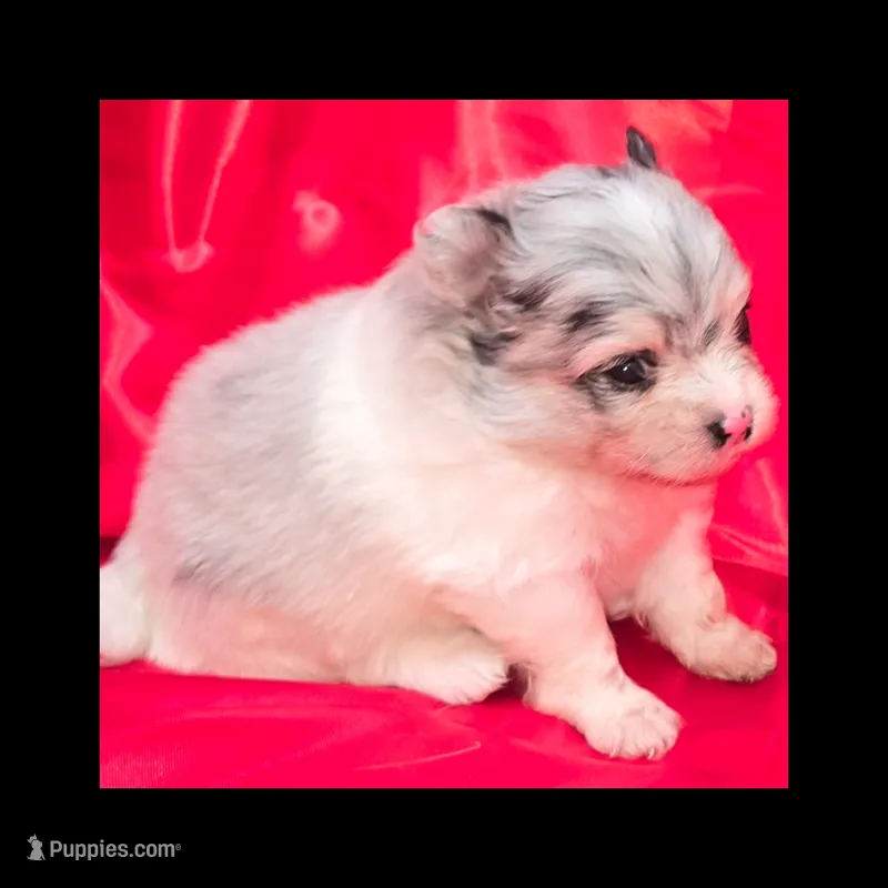 AKC MERLE PARTI  – Pomeranian puppy for sale in Kingman, AZ