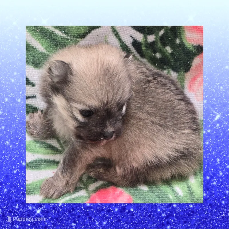 AKC SABLE – Pomeranian puppy for sale in Kingman, AZ