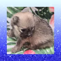 AKC JUNIOR, a male Pomeranian for sale in Kingman, AZ – 3 of 5