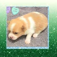 AKC BEAVER PARTI , a male Pomeranian for sale in Kingman, AZ – 2 of 2