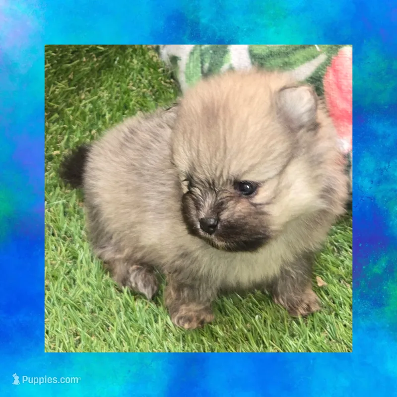 AKC JUNIOR – Pomeranian puppy for sale in Kingman, AZ