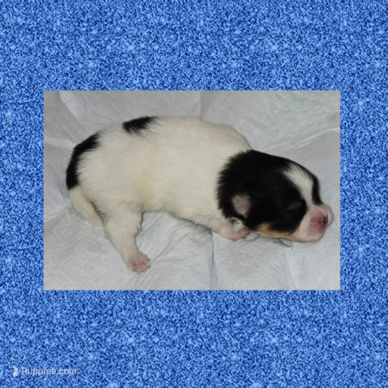 AKC TRI PARTI  – Pomeranian puppy for sale in Kingman, AZ