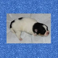 AKC TRI PARTI , a female Pomeranian for sale in Kingman, AZ – 1 of 1