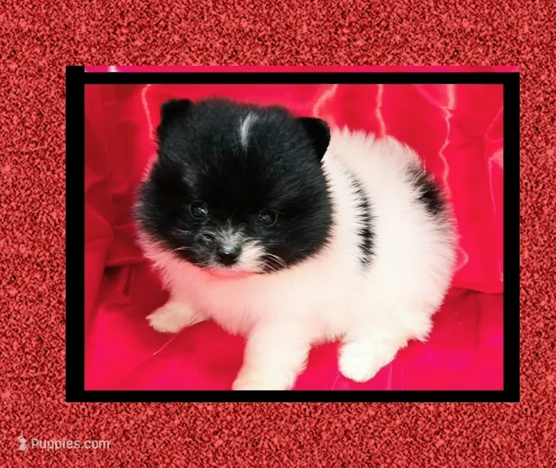 AKC SKYLAR – Pomeranian puppy for sale in Kingman, AZ