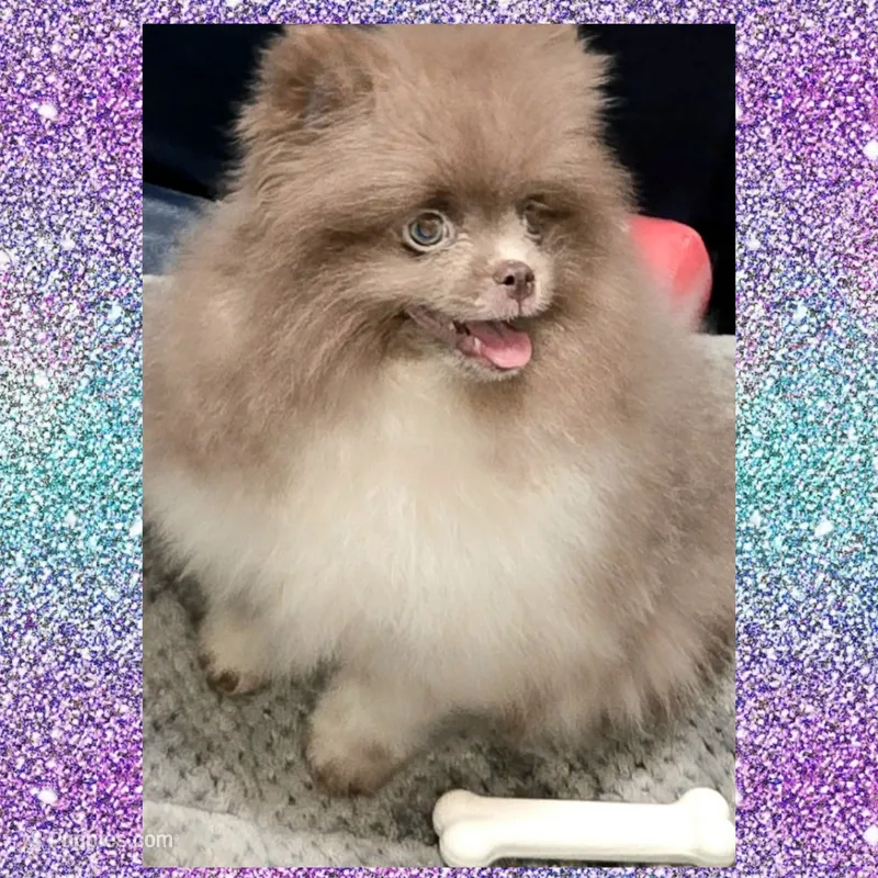 AKC LAVENDER  – Pomeranian puppy for sale in Kingman, AZ