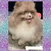AKC LAVENDER , a male Pomeranian for sale in Kingman, AZ – 1 of 3