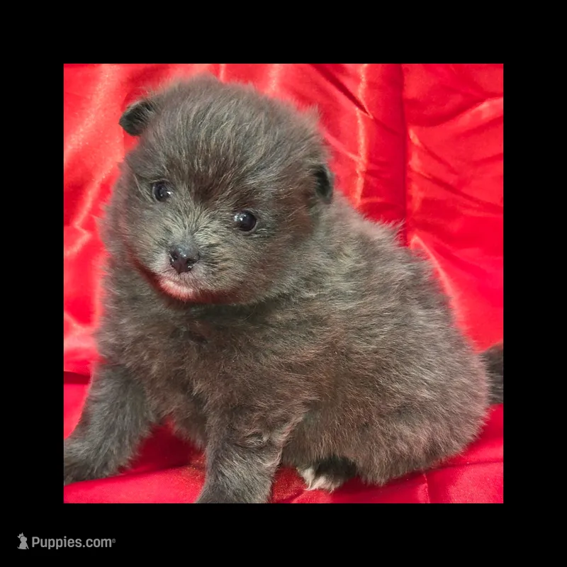 AKC BLUE – Pomeranian puppy for sale in Kingman, AZ