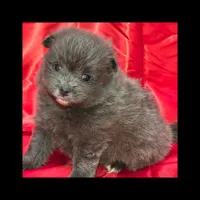 AKC AZURE BLUE, a male Pomeranian for sale in Kingman, AZ – 3 of 6