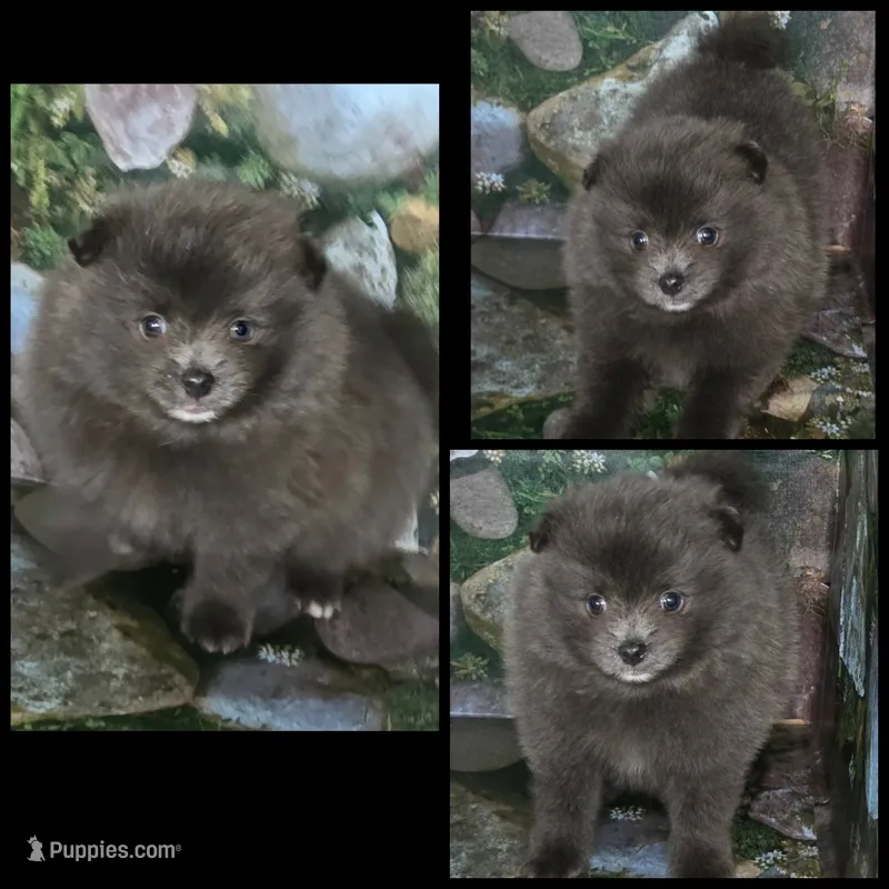 AKC AZURE BLUE, a male Pomeranian for sale in Kingman, AZ – 1 of 6