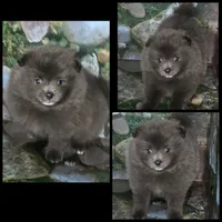 AKC AZURE BLUE, a male Pomeranian for sale in Kingman, AZ – 1 of 6