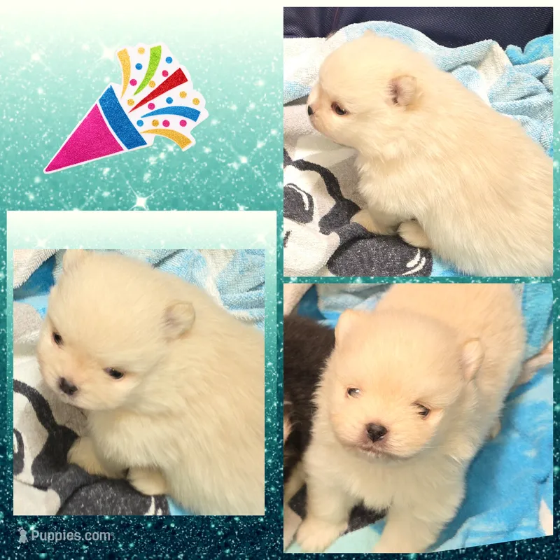 AKC CREAM – Pomeranian puppy for sale in Kingman, AZ