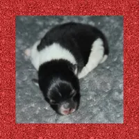 AKC TRI PARTI, a female Pomeranian for sale in Kingman, AZ – 2 of 3