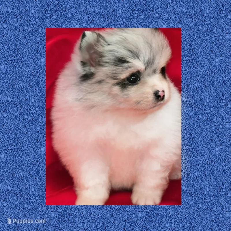 AKC GRUMPY MERLE – Pomeranian puppy for sale in Kingman, AZ
