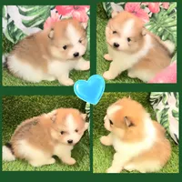 AKC ROCKSTAR, a male Pomeranian for sale in Kingman, AZ – 2 of 5