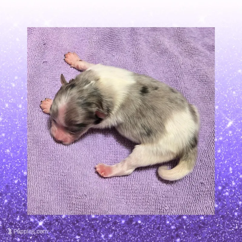 AKC MERLE PARTI , a female Pomeranian for sale in Kingman, AZ – Photo 1 of 1