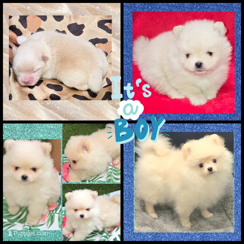 AKC CREME BRULEE – Pomeranian puppy for sale in Kingman, AZ